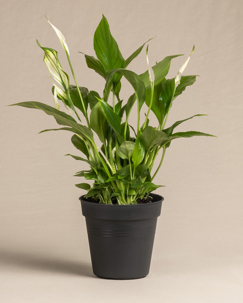 feey-einblatt-spathiphyllum-wallisii-friedenslilie-klein image 3