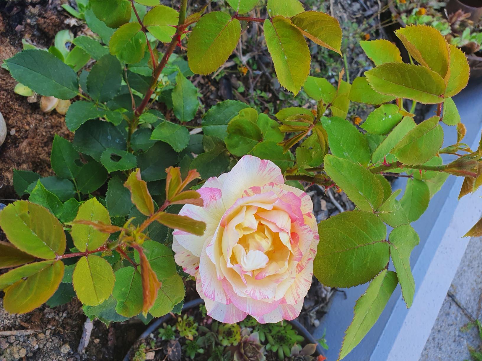 Wunderschöne Blüten schon im ersten Jahr