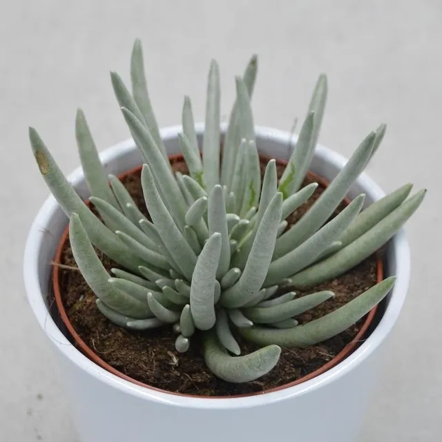 pasiora-senecio-scapusis-sukkulente-12cm image 1