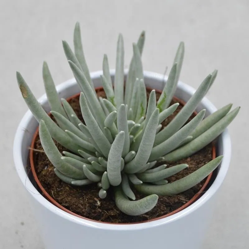 pasiora-senecio-scapusis-sukkulente-12cm image 1