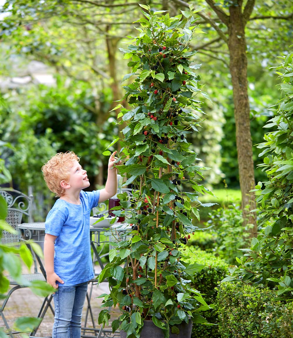 baldur-garten-maulbeere-bonbon-berry-pflanze-im-13-cm-topf image 6