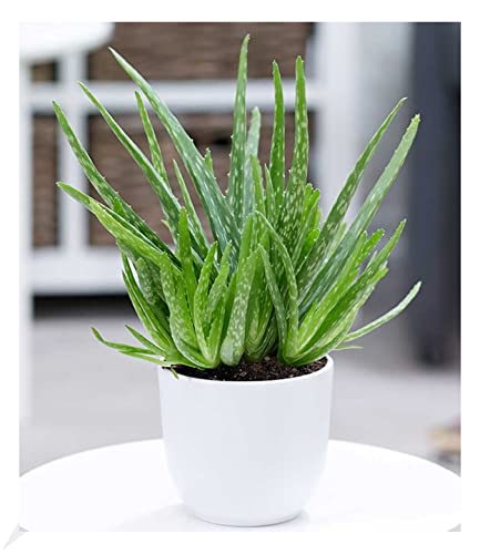 baldur-garten-xxl-aloe-vera-55-65-cm-im-19-cm-topf image 8