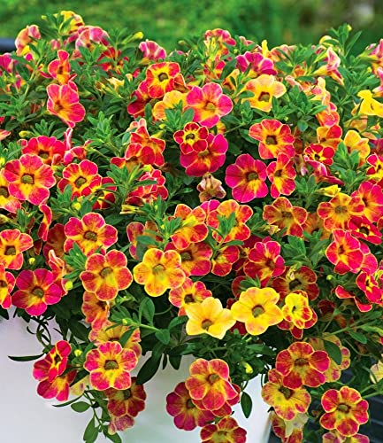 baldur-garten-zaubergl-ckchen-chameleon-sunshine-berry-3-pflanzen-im-12-cm-topf image 7
