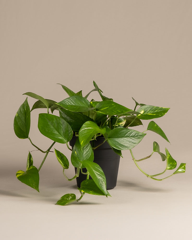 feey-gro-e-efeutute-epipremnum-aureum-h-ngepflanze image 3