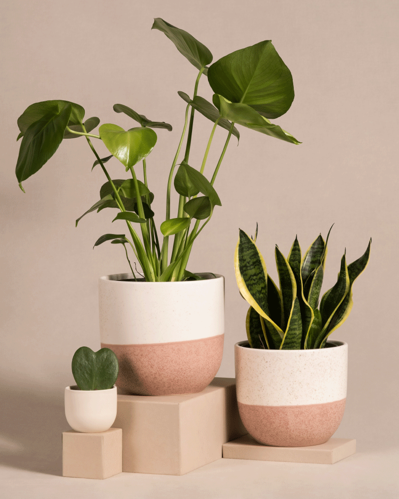 feey-pflanzen-bestseller-trio-monstera-sansevieria-hoya-set image 5