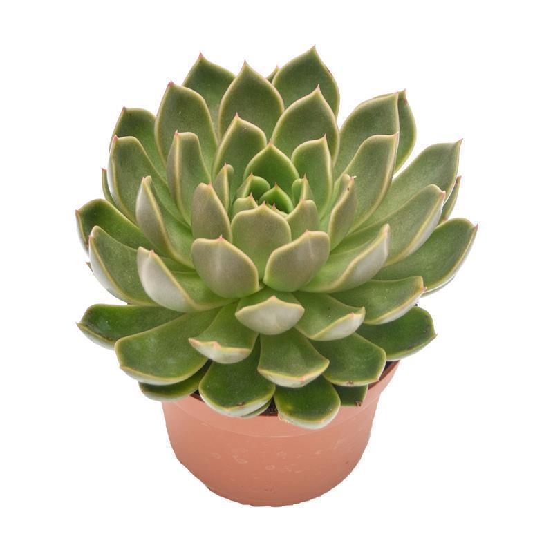 pasiora-echeveria-mira-hybrid-sukkulente-10-5cm image 2