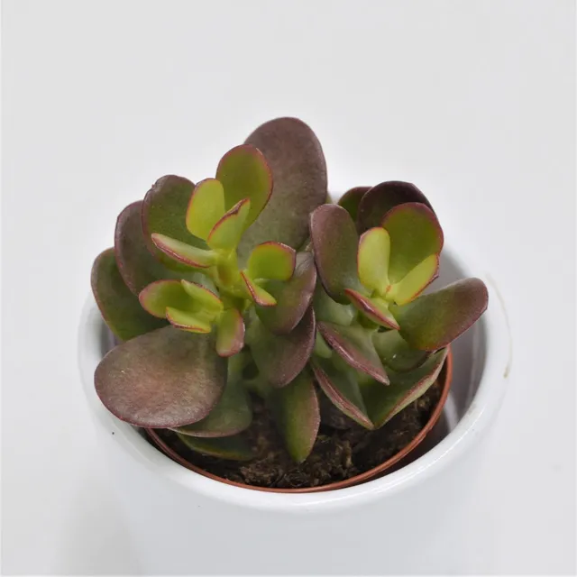 pasiora-crassula-minor-geldbaum-sukkulente-5-5cm image 1