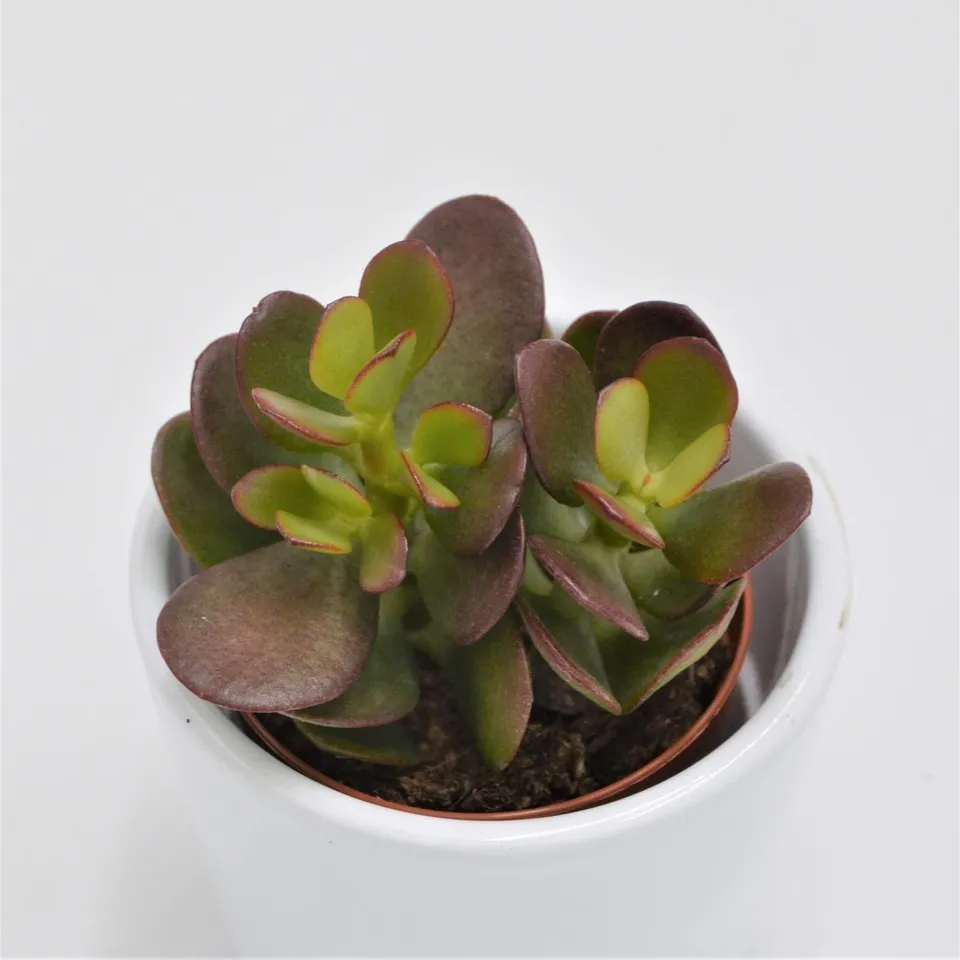 pasiora-crassula-minor-geldbaum-sukkulente-5-5cm image 1