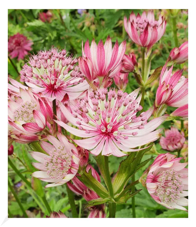 baldur-garten-astrantia-sparkling-stars-pink-sterndolde-im-9x9-cm-topf image 1