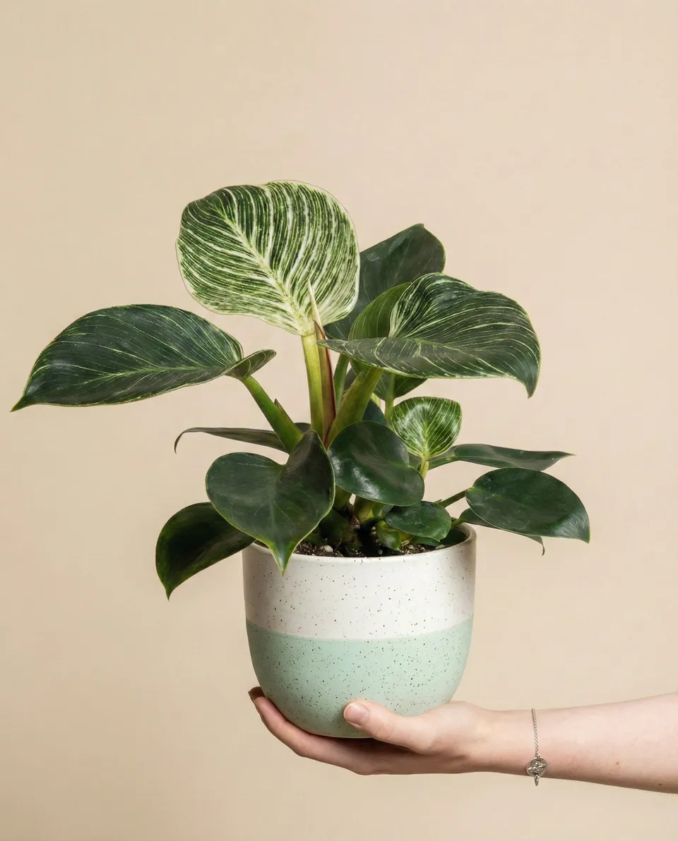 feey-philodendron-birkin-hydro-zimmerpflanze image 1