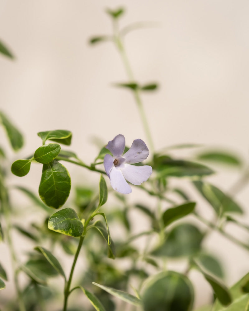 feey-vinca-minor-kleines-immergr-n-6er-set-f-r-garten-und-balkon image 7