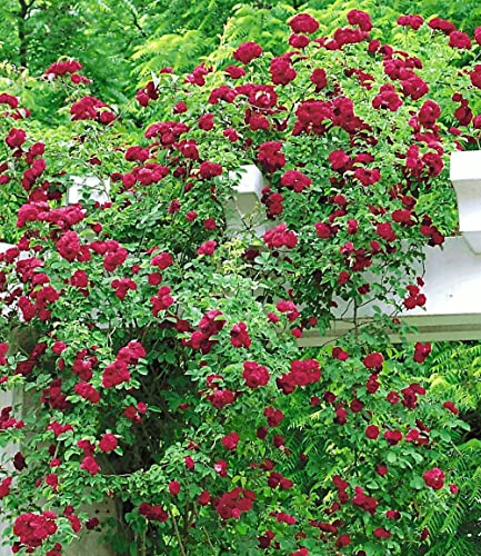 baldur-garten-rambler-rose-chevy-chase-wurzelballiert image 6