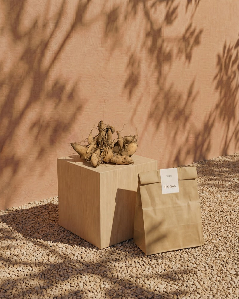 feey-dahlien-beige-caf-au-lait-knollen-au-enpflanze image 3