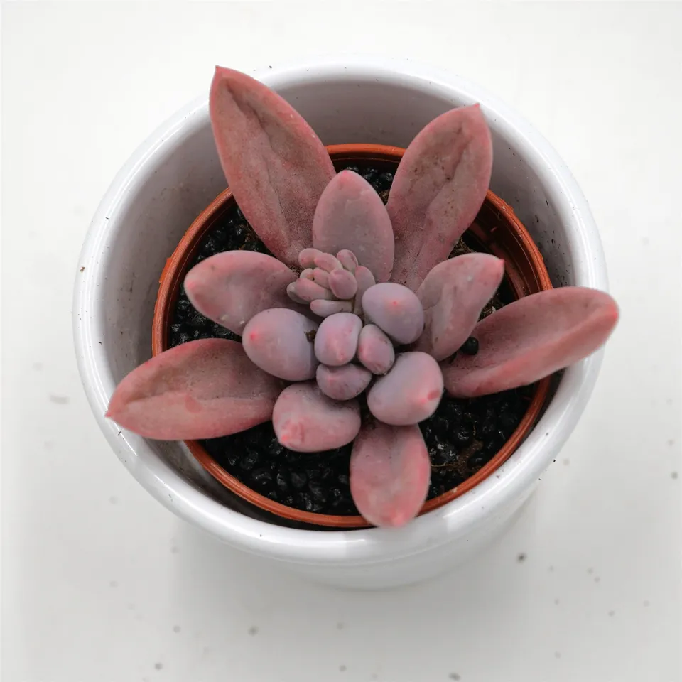 pasiora-pachyphytum-hookeri-rubra-sukkulente-5-5cm-topf image 1