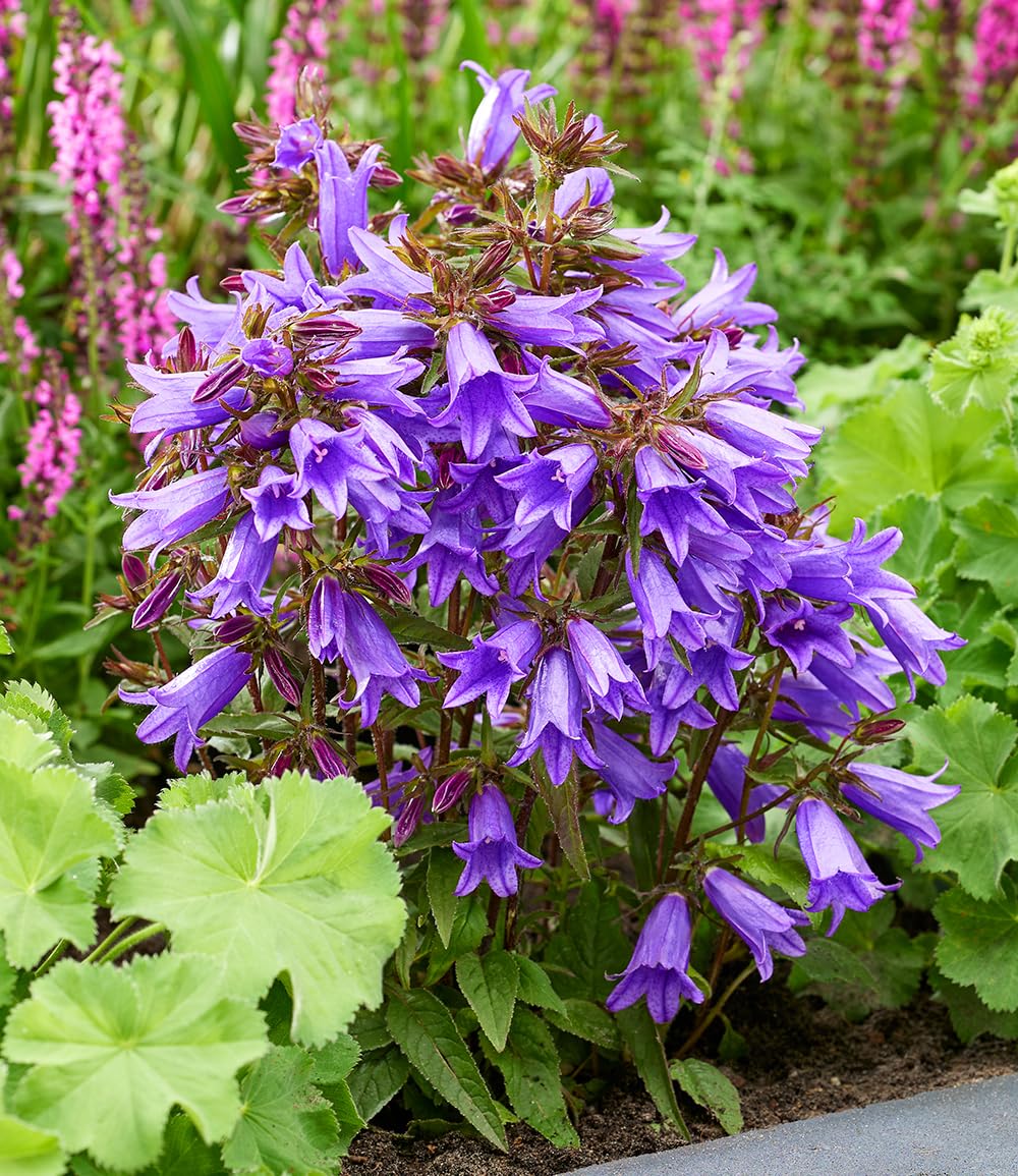 baldur-garten-campanula-rebelle-staude-knolle-gr-e-i image 2