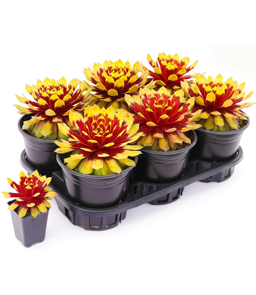 baldur-garten-sempervivum-giants-gold-mine-sukkulente-im-9x9-cm-topf image 2