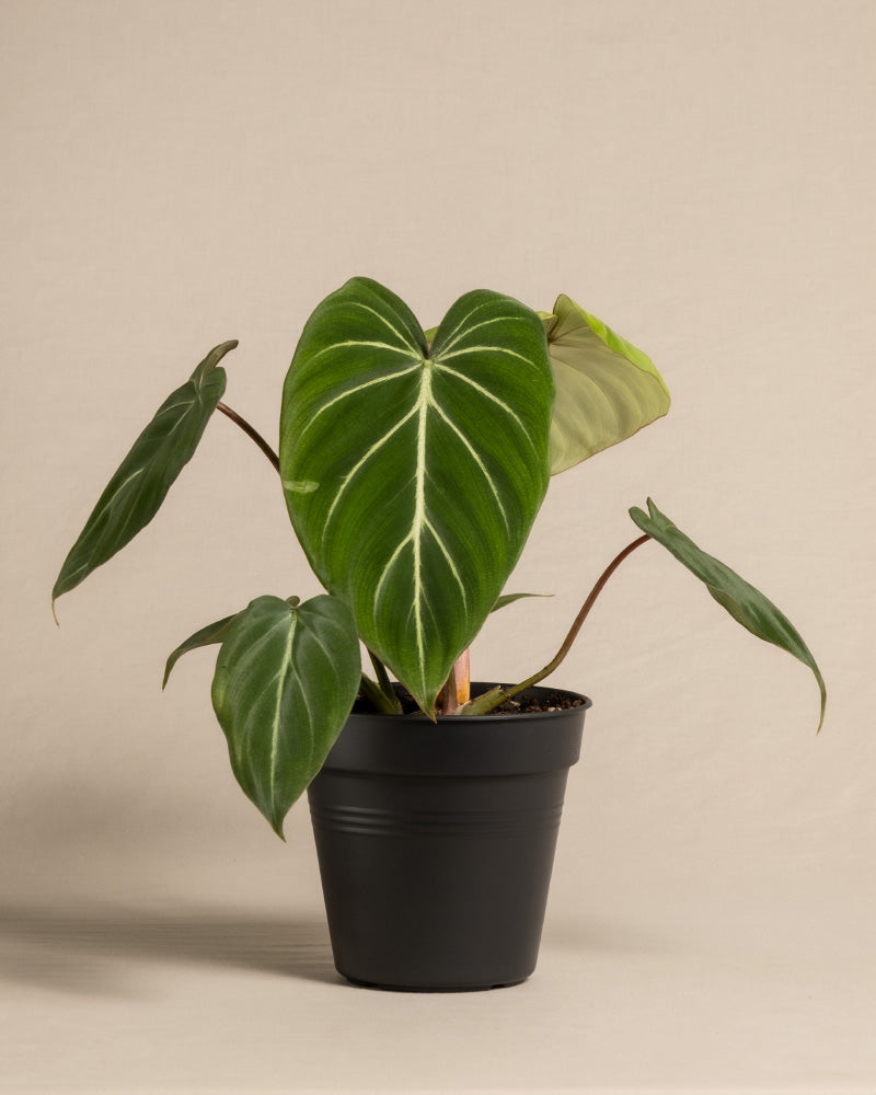 feey-philodendron-gloriosum-zimmerpflanze-mit-samtbl-ttern image 3