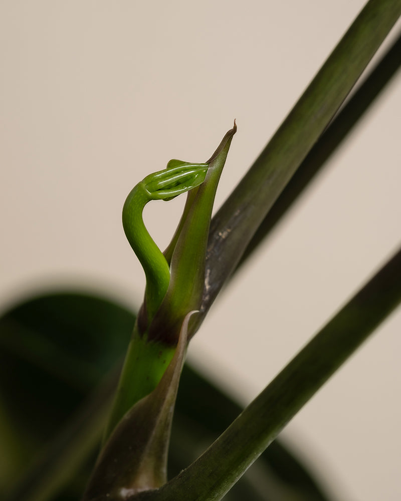 feey-schefflera-amate-strahlenaralie-gro-e-zimmerpflanze image 7