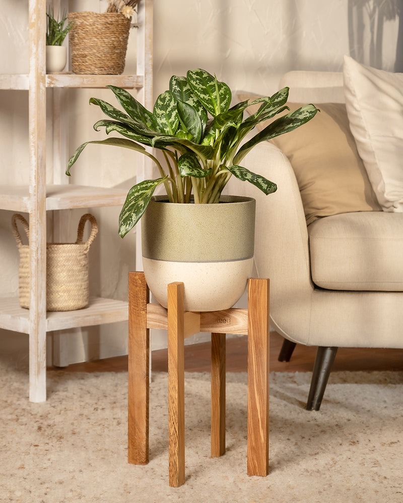 feey-aglaonema-amazon-silver-kolbenfaden-gro image 4