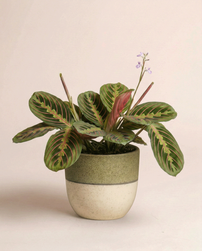 feey-maranta-fascinator-zimmerpflanze image 4