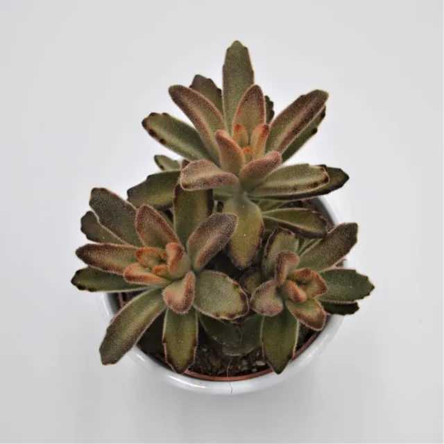 pasiora-kalanchoe-aida-brutblatt-10-5cm image 1