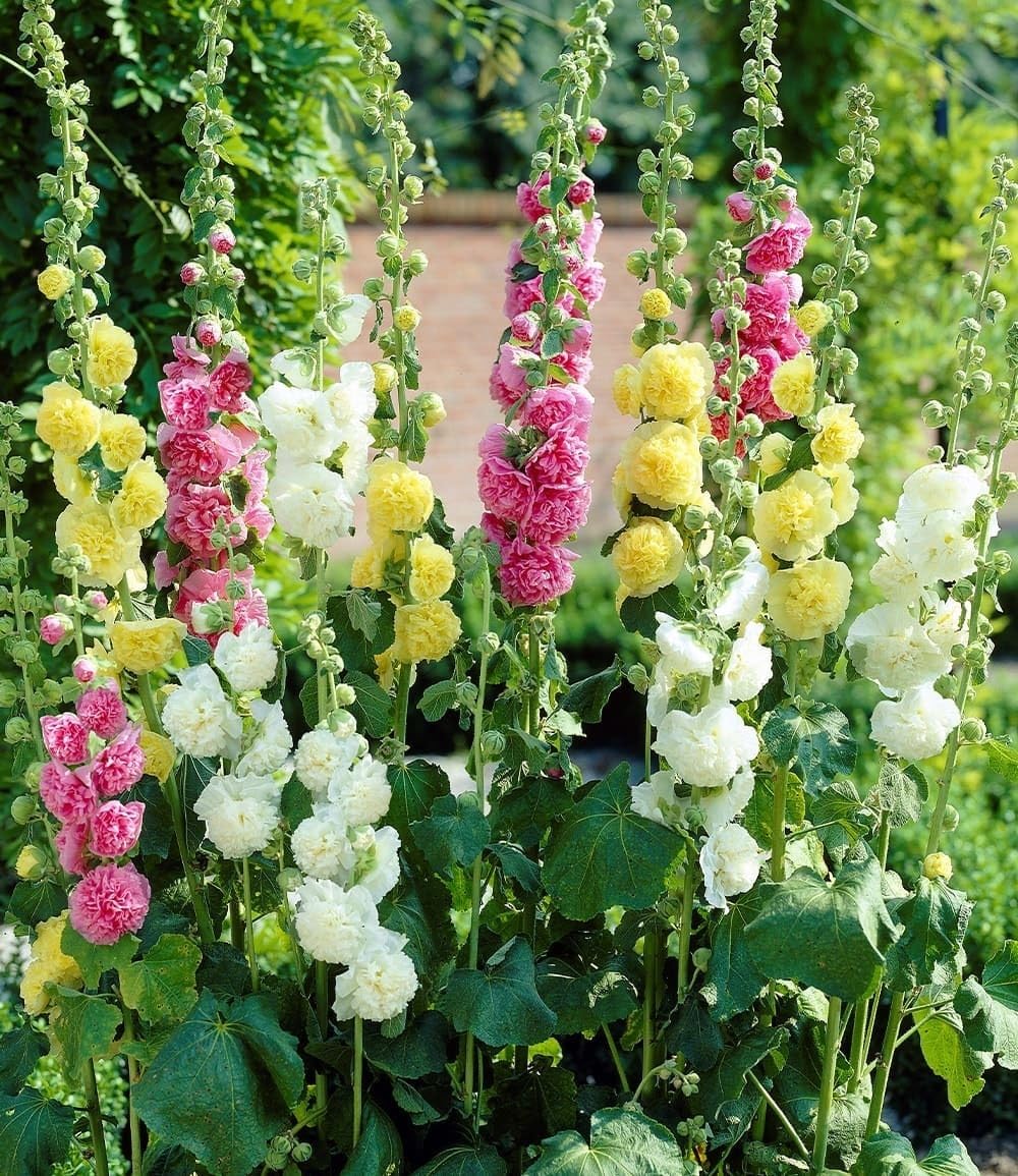 baldur-garten-stockrosen-malven-mischung-3er-set-pflanzen-im-9x9-cm-topf image 1