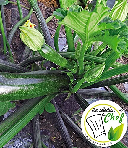 baldur-garten-veredelte-zucchini-kimber-f1-2-pflanzen image 5