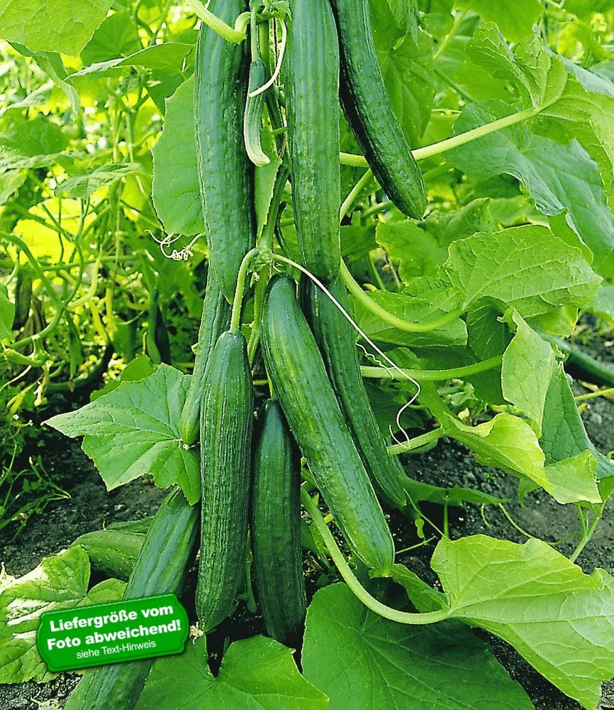 baldur-garten-2x-veredelte-salatgurke-ph-nix-10-5-cm-topf image 1
