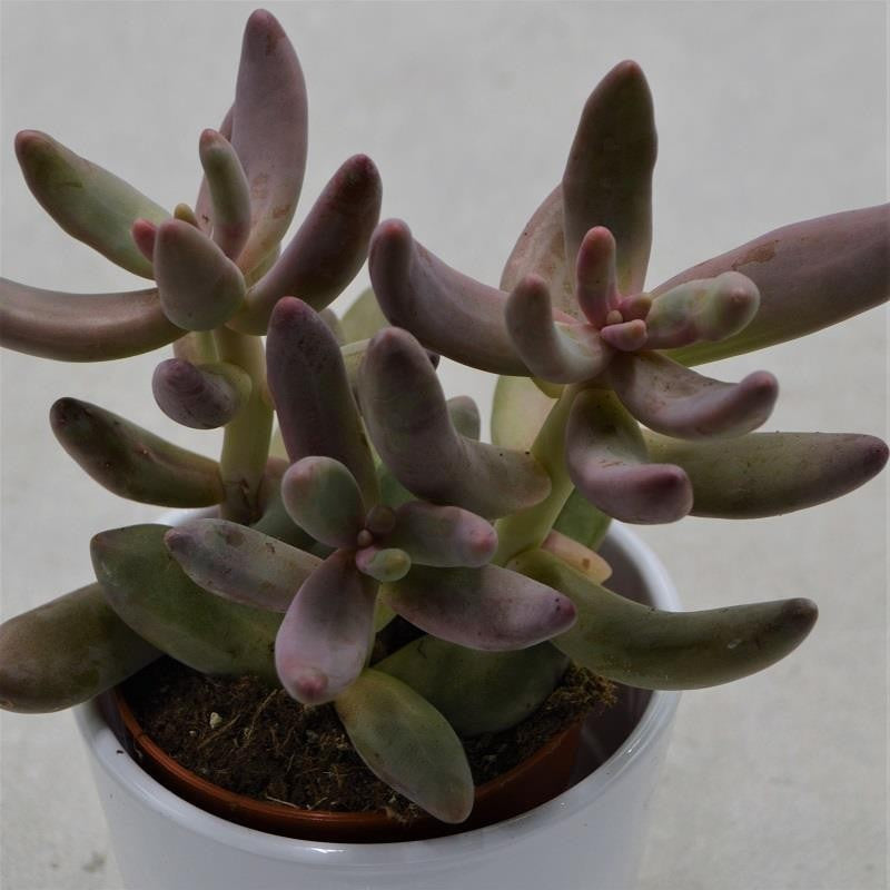 pasiora-pachyphytum-ganzhou-sukkulente-8-5cm image 1