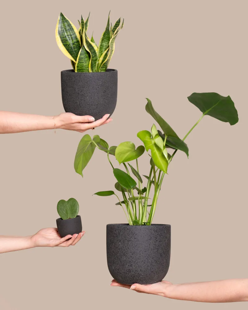 feey-pflanzen-bestseller-trio-monstera-sansevieria-hoya-set image 1