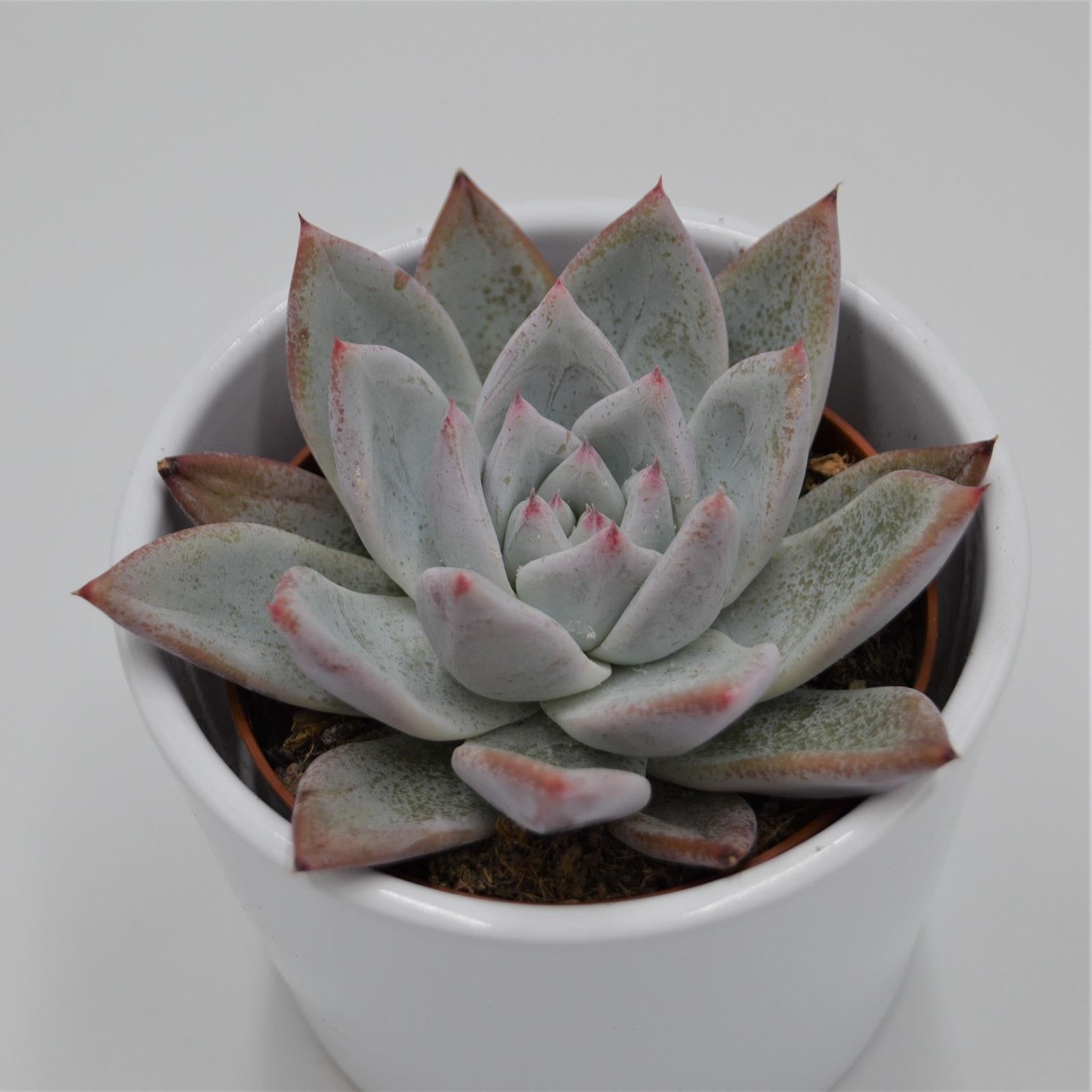 pasiora-echeveria-colorata-f-tapalpa-sukkulente-8-5cm image 1