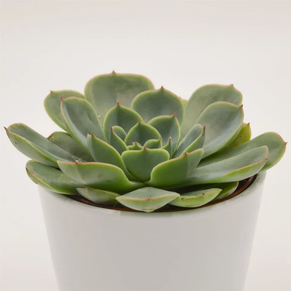 pasiora-echeveria-fora-sukkulente-12cm-topf image 1