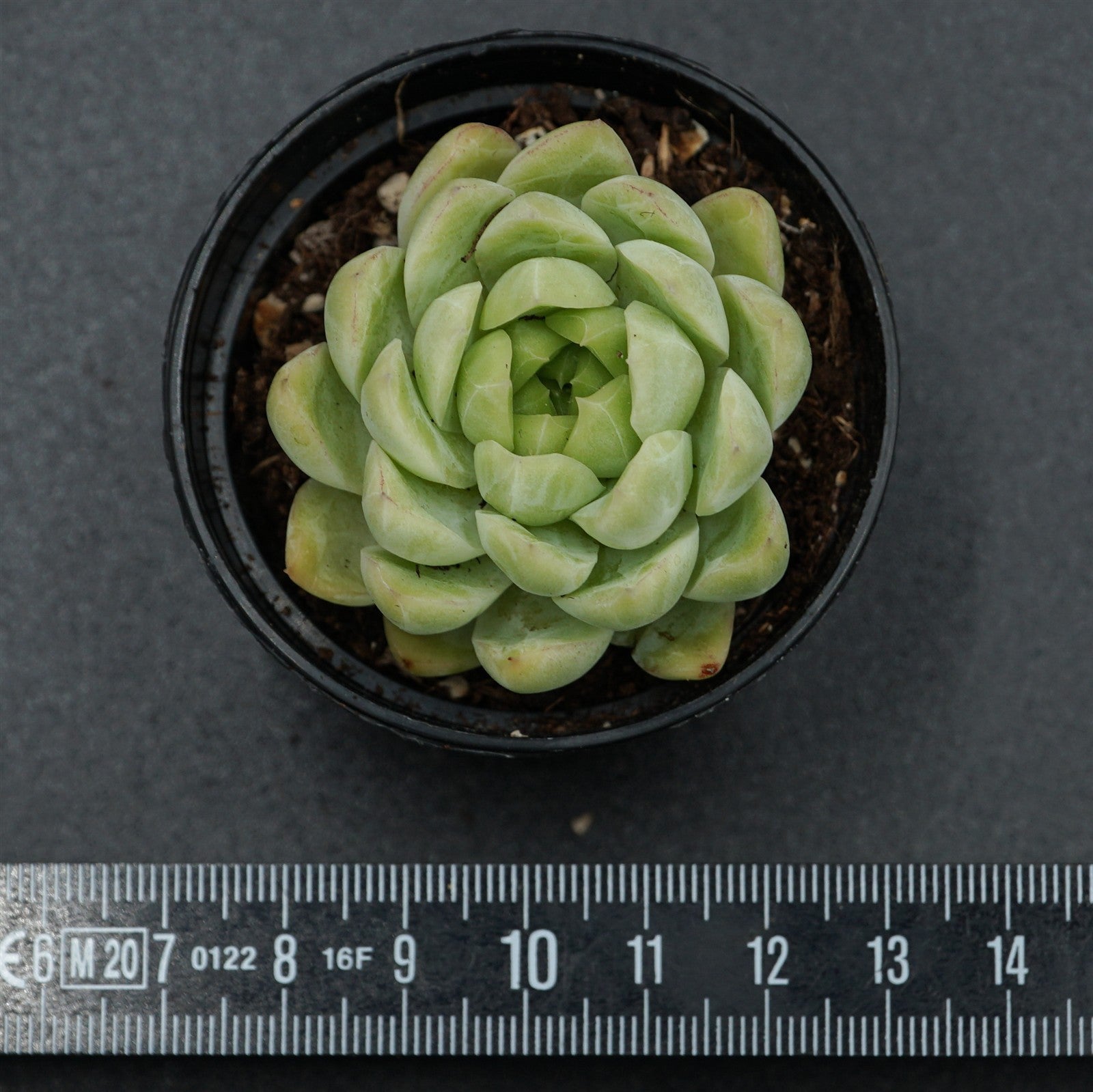 pasiora-echeveria-malgan-x-queen-rarit-t-einzelst-ck image 2