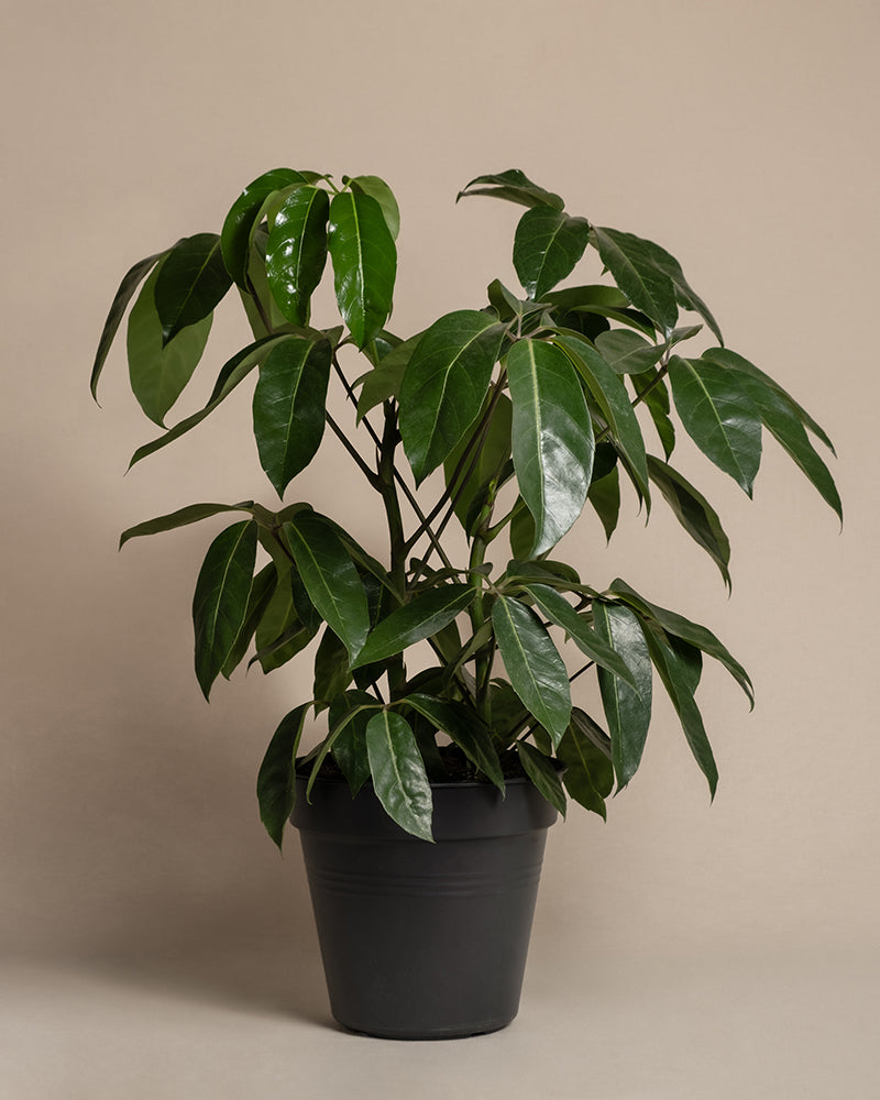 feey-schefflera-amate-strahlenaralie-gro-e-zimmerpflanze image 3