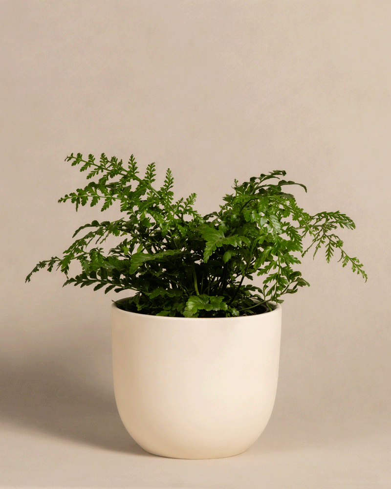 feey-streifenfarn-asplenium-dimorphum-parvati-zimmerpflanze image 6