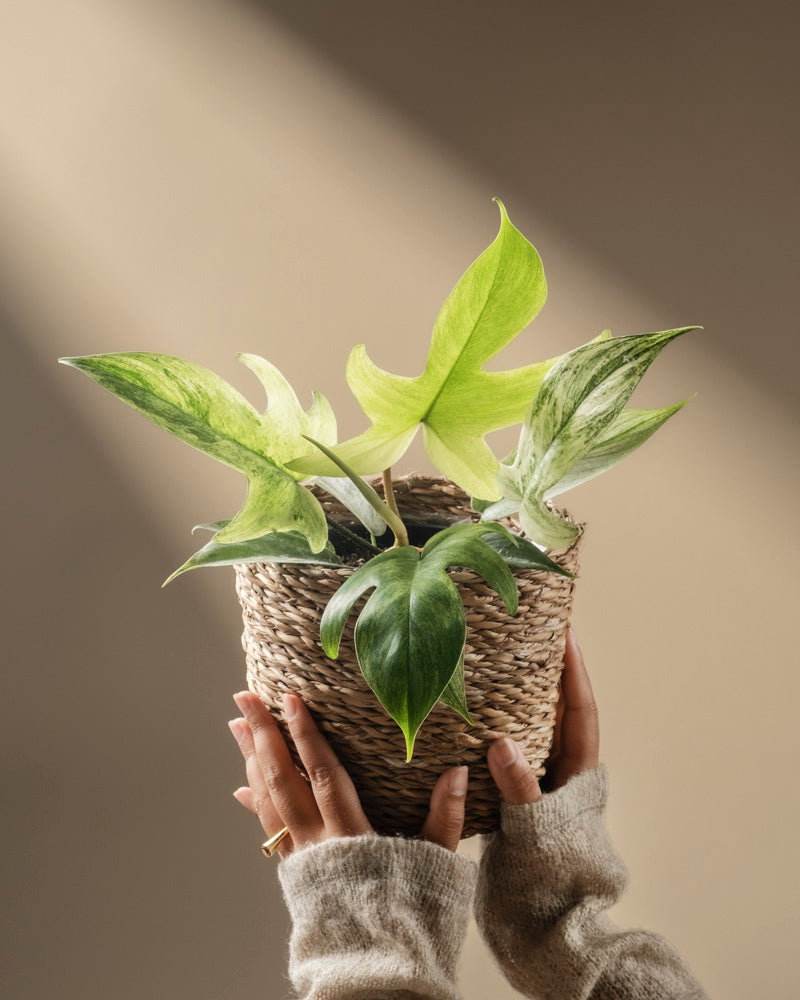 feey-philodendron-florida-ghost-rarit-t image 1