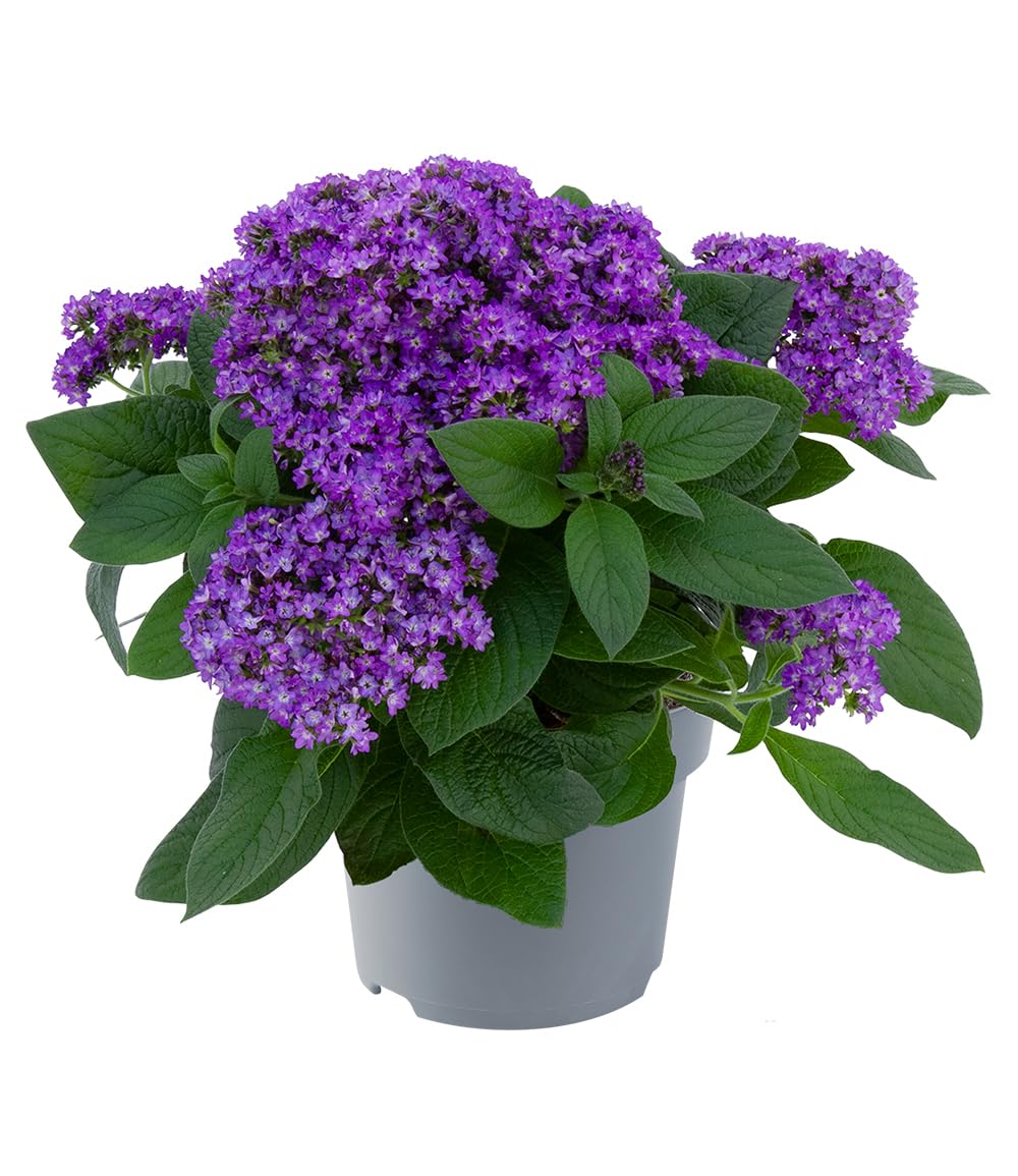 baldur-garten-3x-duft-vanilleblume-honey-blue-10-5-cm-topf image 2