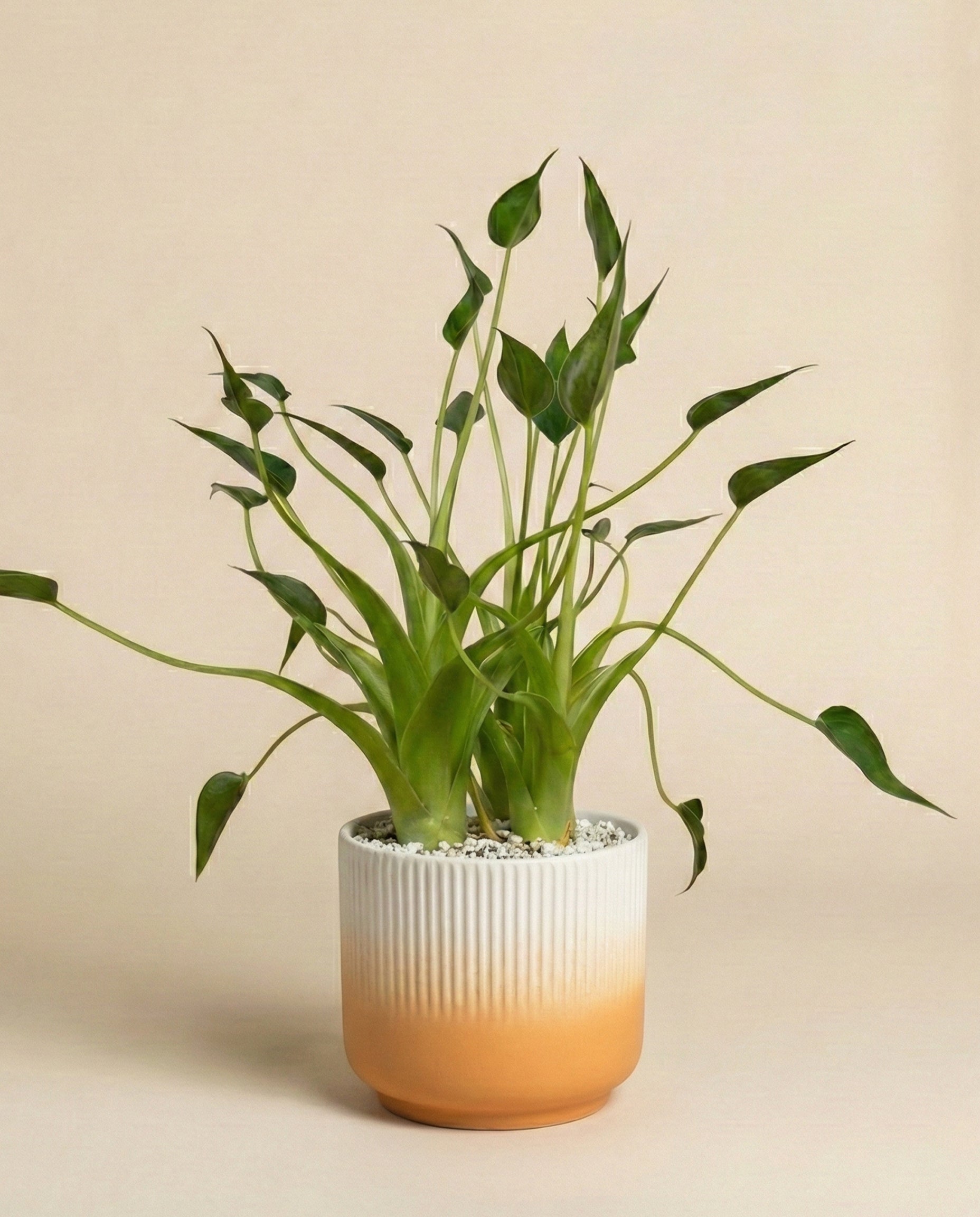 feey-alocasia-tiny-dancer-pfeilblatt-hydro-klein image 6