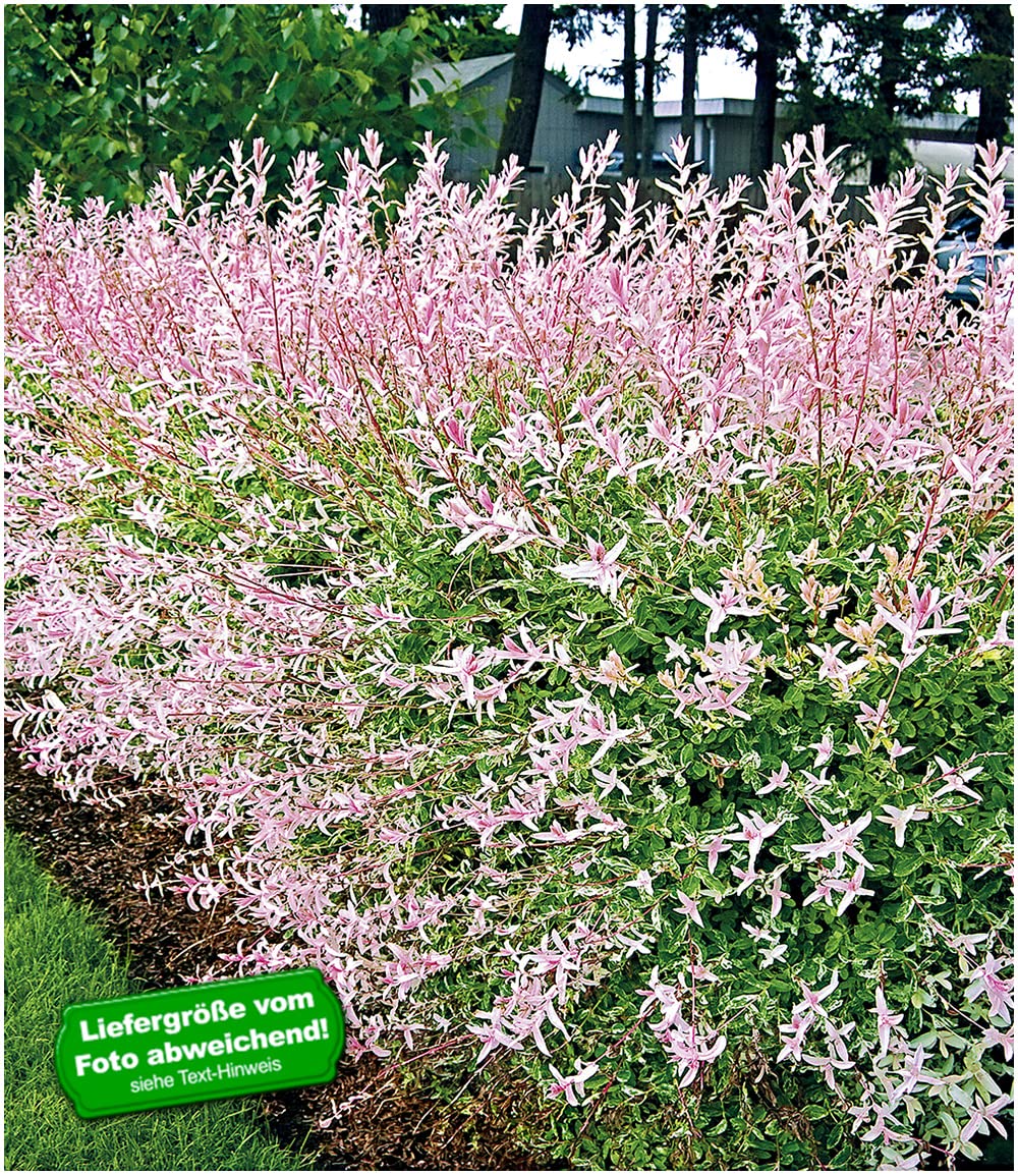 baldur-garten-salix-hecke-hakuro-nishiki-11-cm-topf image 2