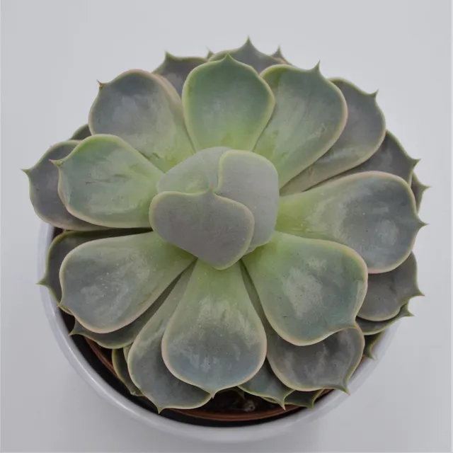 pasiora-echeveria-lotus-12cm-sukkulente image 1