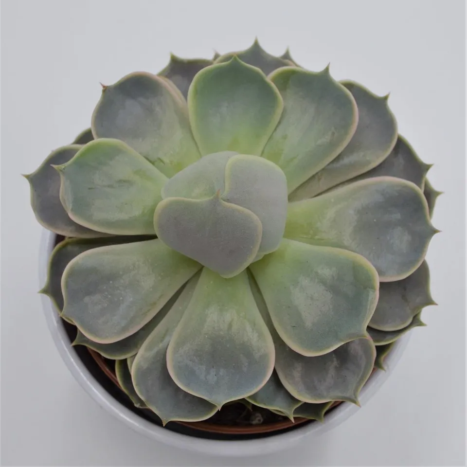 pasiora-echeveria-lotus-12cm-sukkulente image 1