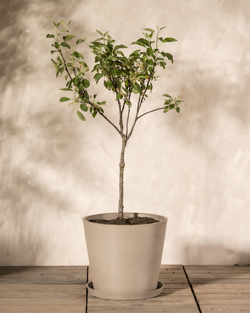 feey-apfelbaum-malus-domestica-braeburn-patio image 6