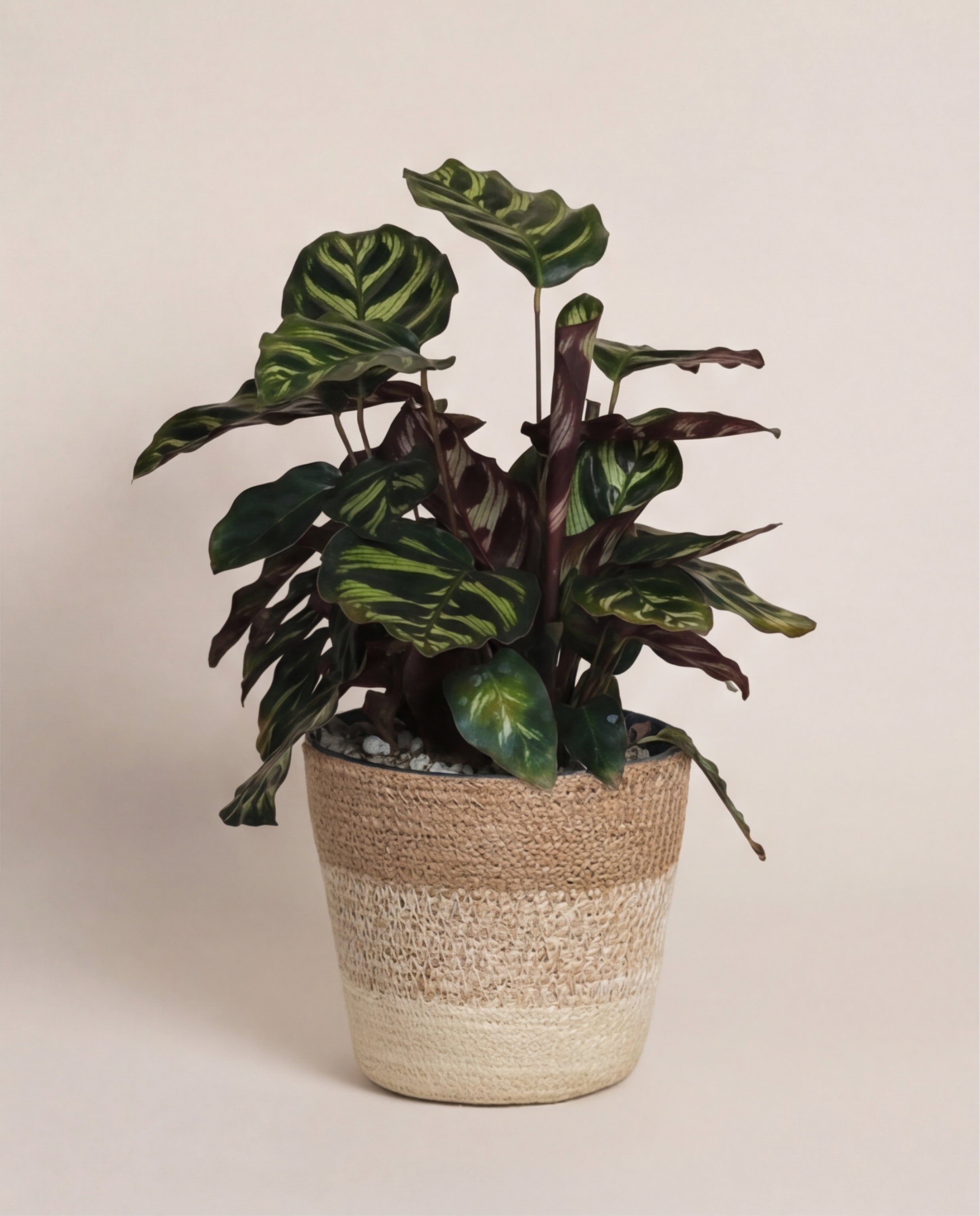 feey-kleine-calathea-makoyana-pfauen-korbmarante-zimmerpflanze image 8