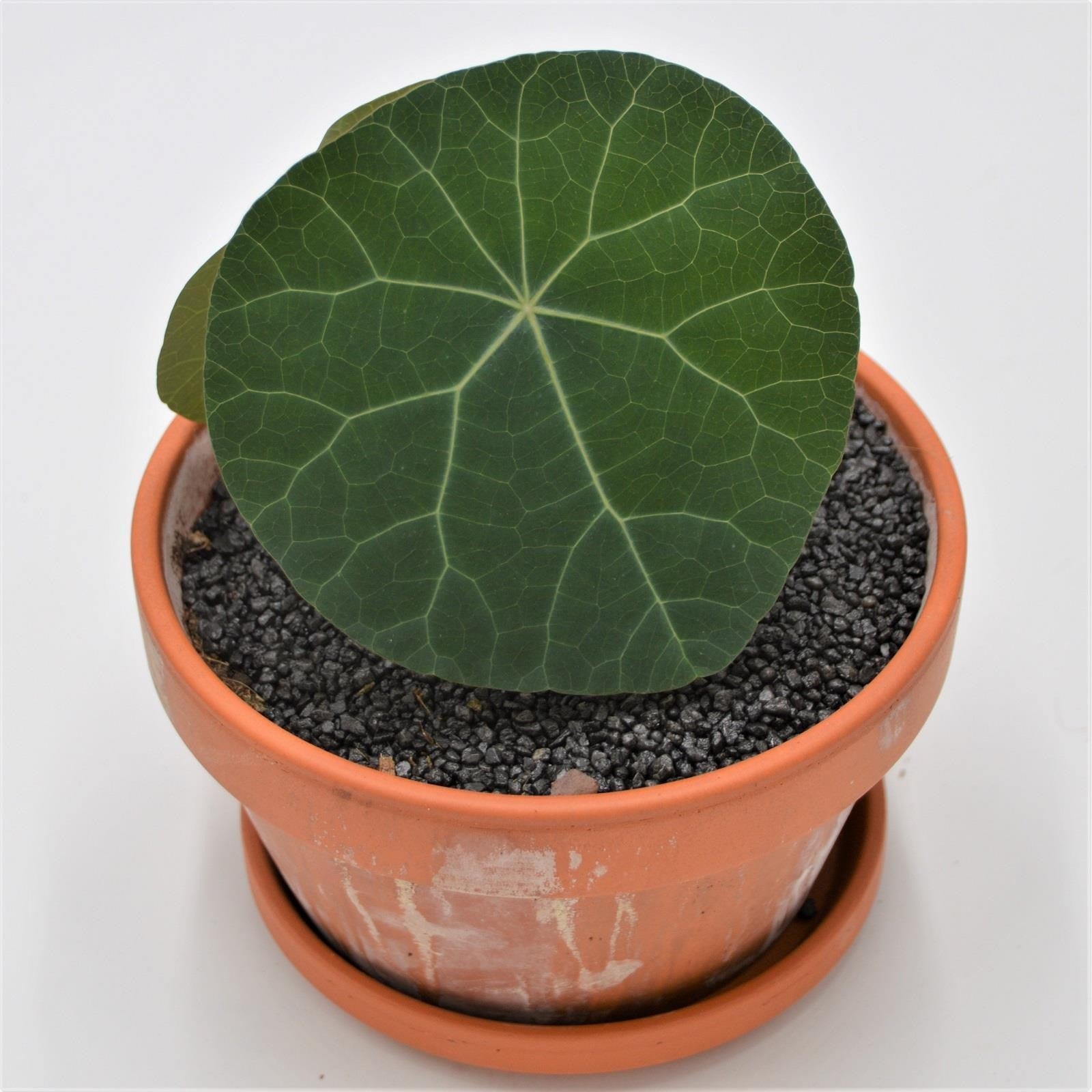 pasiora-stephania-nova-mit-caudex-15-cm-im-tontopf image 2