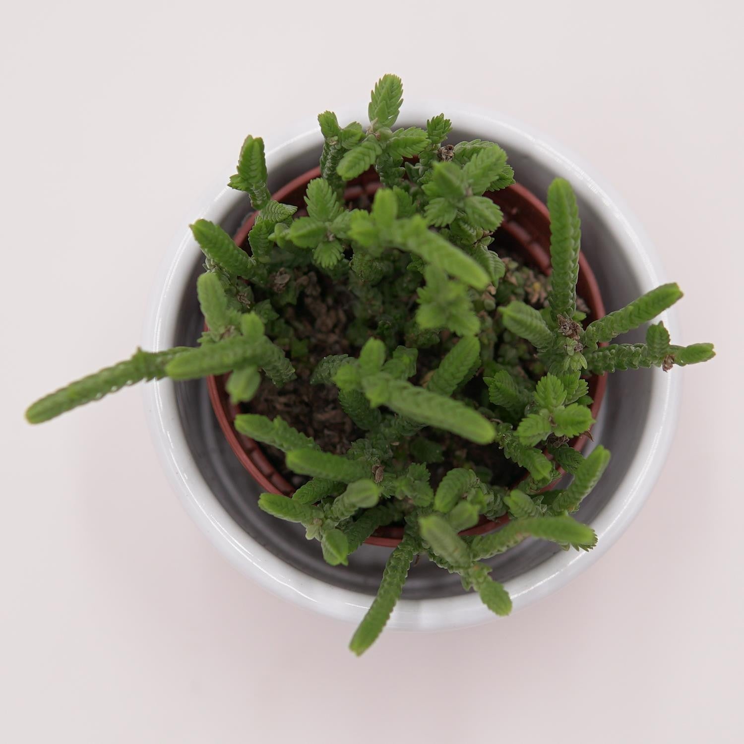 pasiora-crassula-lycopodioides-sukkulente-im-5-5cm-topf image 2
