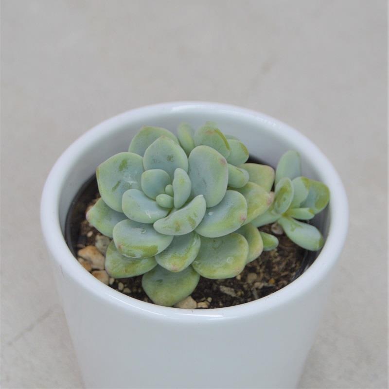 pasiora-sedum-clavatum-sukkulente-5-5-cm-topf image 5