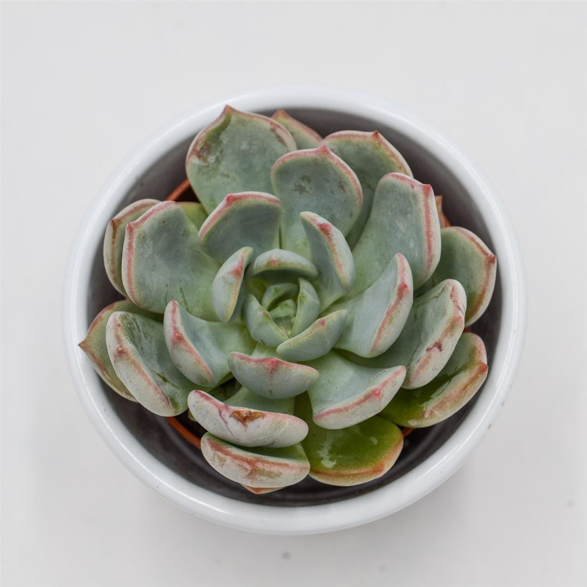 pasiora-echeveria-subcorymbosa-lau-026-sukkulente-5-5cm image 3