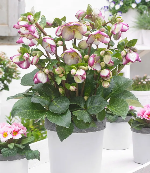 baldur-garten-helleborus-frostkiss-glenda-s-gloss-christrose-im-12-cm-topf image 1
