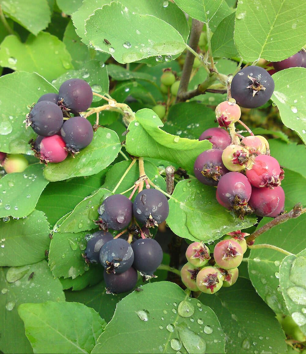 baldur-garten-felsenbirne-amelanchier-greatberry-garden-9x9-cm-topf image 3