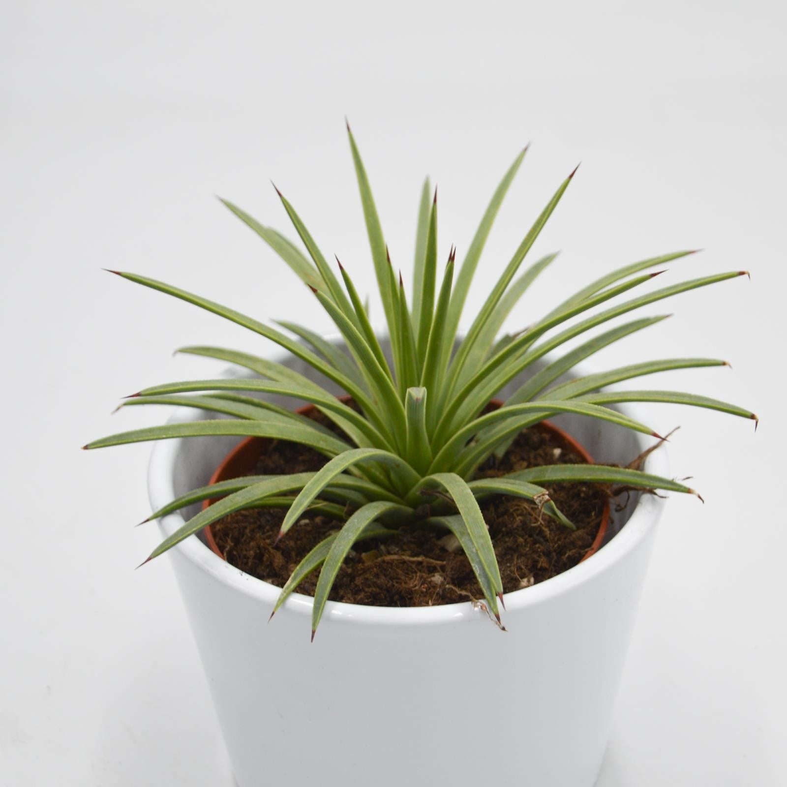 pasiora-agave-striata-v-nana-sukkulente-8-5-cm-topf image 1